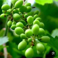 ابغوره خانگی
