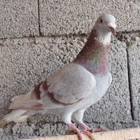 پرنده سرعتی|پرنده|مشگین شهر, |دیوار