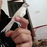 قناری نر سفید