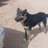 گمشده|حیوانات|درمیان, |دیوار