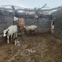 گوساله گوشتی ماده