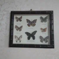 تابلو پروانه های خشک شده طبیعی دکوری
