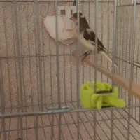 قناری|پرنده|قزوین, |دیوار