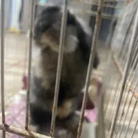 خرگوش لوپ مینیاتوری|موش و خرگوش|مشهد, طبرسی شمالی|دیوار