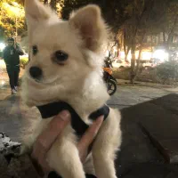 سگ خانگی بسیار زیبا|سگ|ری, دولت‌آباد|دیوار