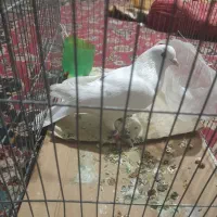 چهار عدد کبوتر زینتی و خوشکل|پرنده|شاهرود, |دیوار