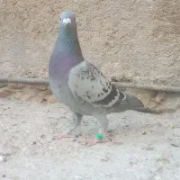 نردرجه یک هوایی|پرنده|بوشکان, |دیوار