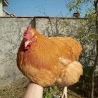 خروس اورپینگتون