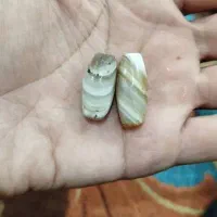 انواع فال و طالع بینی برد گبری