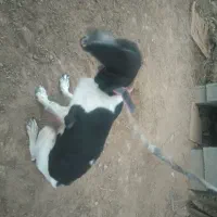 واگذاری سگ دمبلان یاب حرفه ای|سگ|گلی داغ, |دیوار