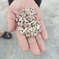 لوبیا چیتی