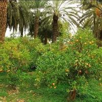 باغ-مرکبات-و-زمین-کشاورزی