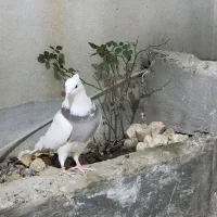 کبوتر|پرنده|ایلام, |دیوار