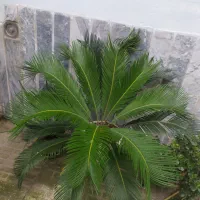 گل سیکاس|گل و گیاه طبیعی|آمل, |دیوار