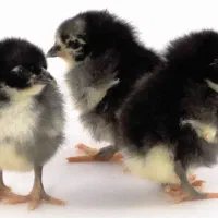 جوجه بلک استار