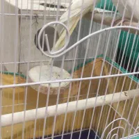 یه جفت عروس هلندی مولد