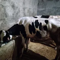 گاو شیر ی اول شکم با گوساله ماده دوماهه