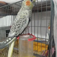 عروس هلندی نر