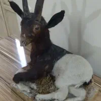 مجسمه تزئینی دکوری|مجسمه، تندیس، ماکت|اهواز, کمپلو جنوبی|دیوار