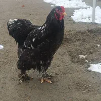 تخم نطفه دار برهما بلک متلد و گلین طوسی