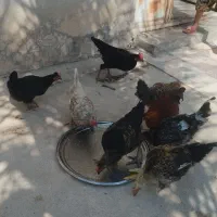 ۵عدد خروس۶ماهه و دو مرغ بالغ و دو جوجه مرغ ۶ ماهه