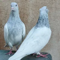 کبوتر کله کاکلی زیبا