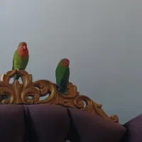 طوطی برزیلی