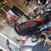 خروس اوشامو|حیوانات مزرعه|دیلم, |دیوار