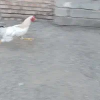 خروس / مرغ /بوقلمون