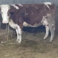 فروش گاو زاییده