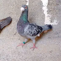 کبوتر