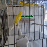 قناری|پرنده|خوی, |دیوار