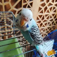 مرغ عشق گم شده|پرنده|تهران, مینای شمالی (مخبر)|دیوار