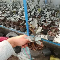 فروشی زامفولیا|گل و گیاه طبیعی|گتاب, |دیوار