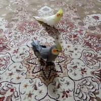 عروس هلندی نر و ماده|پرنده|تهران, اتابک|دیوار