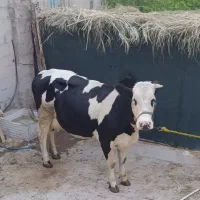 گاو و گوساله سیمینتال