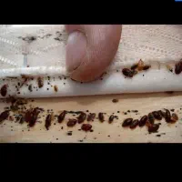 سمپاشی سم پاشی ساس سوسک با ضمانت ٪100|خدمات نظافت|مشهد, وکیلآباد|دیوار