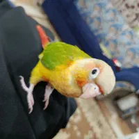 گمشده
