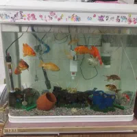 اکواریوم شیشه خم