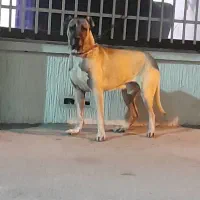 سگ سرابی نر