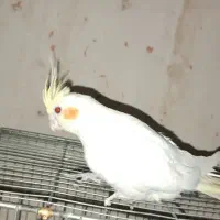 عروس هلندی سخنگو