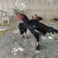 جوجه لاری|حیوانات مزرعه|شیراز, سهل‌آباد|دیوار