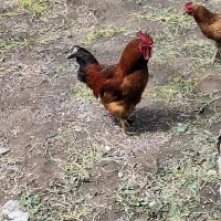 خروس محلی جوان