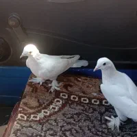 کبوتر گم شده