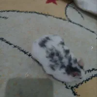 همستر|موش و خرگوش|محمدیه-قزوین, |دیوار