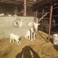 برو بزغاله سانن شکم اول