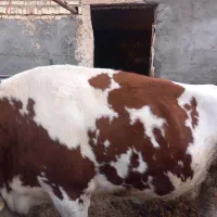 گاوسیمینتال