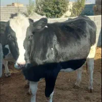 تلیسه،گاو با گوساله نر