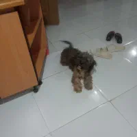 واگذاری پاکوتاه