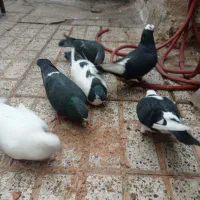 کفتر|پرنده|مشهد, کوشش|دیوار